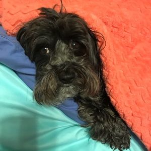 Meet your Posher, Sylvia